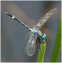 Micrathyria catenata mâle, Bow-tailed dasher