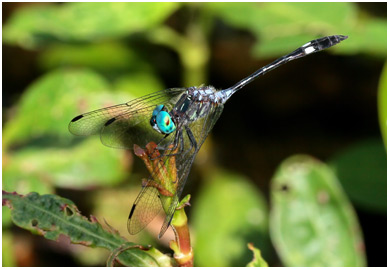 Micrathyria catenata mâle, Bow-tailed dasher