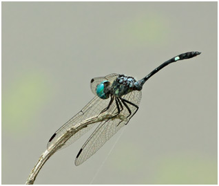 Micrathyria catenata mâle, Bow-tailed dasher