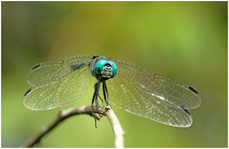 Micrathyria catenata, Bow-tailed dasher