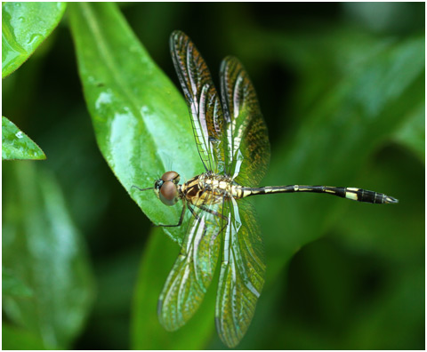 Micrathyria catenata mâle immature, Bow-tailed Dasher