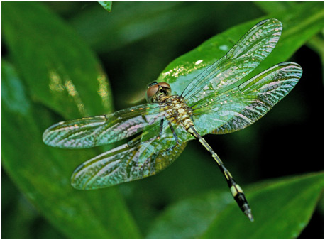 Micrathyria catenata mâle immature, Bow-tailed Dasher