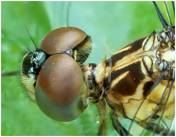 Micrathyria catenata mâle immature, Bow-tailed Dasher 