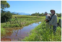 Biotope Micrathyria hesperis with Dave Smallshire and Tom Kompier