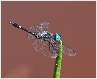 Micrathyria hesperis mâle, Hieroglyphic Dasher 