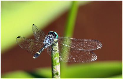 Micrathyria hesperis mâle, Hieroglyphic Dasher