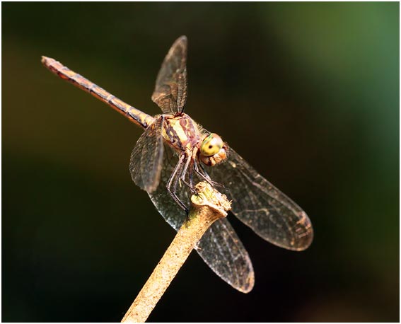 Micrathyria laevigata femelle, Swamp Dasher