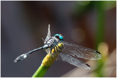 Micrathyria ocellata mâle, Square-spotted Dasher