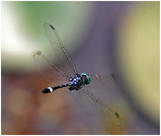 Micrathyria ocellata mâle, Square-spotted Dasher