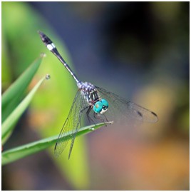 Micrathyria ocellata mâle, Square-spotted Dasher