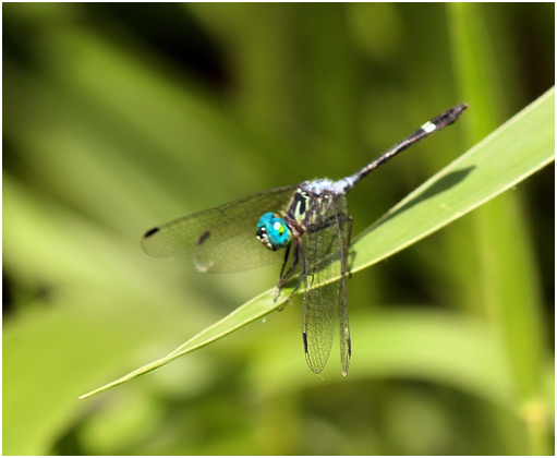 Micrathyria pseudeximia, Little swamp dasher