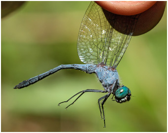 Micrathyria sp.mâle