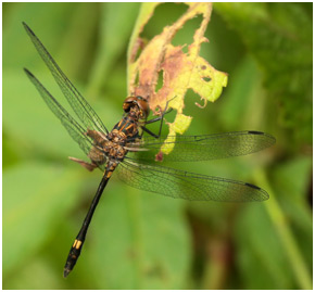 Micrathyria stawiarskii mâle, Dot-tailed Dasher