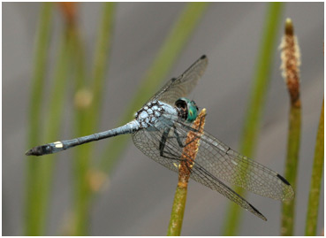 Micrathyria stawiarskii mâle, Dot-tailed Dasher