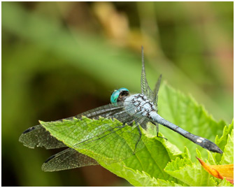 Micrathyria stawiarskii mâle, Dot-tailed Dasher