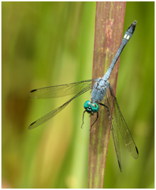 Micrathyria stawiarskii mâle, Dot-tailed Dasher