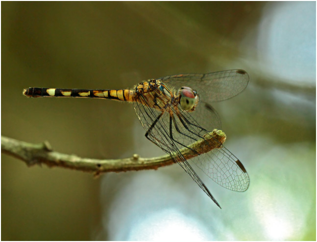 Micrathyria tibialis femelle, Pale-legged Dasher