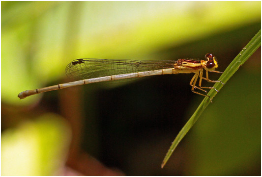 Minagrion ribeiroi femelle, Ivory-tailed Bluetip