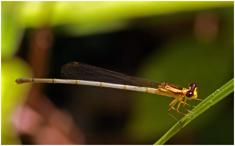 Minagrion ribeiroi femelle, Ivory-tailed Bluetip