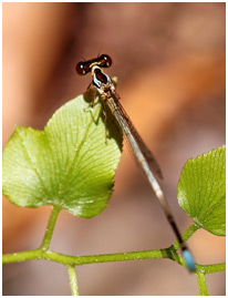 Minagrion ribeiroi mâle, Ivory-tailed Bluetip