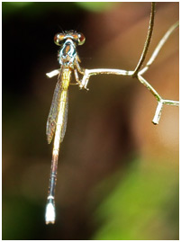 Minagrion ribeiroi mâle, Ivory-tailed Bluetip