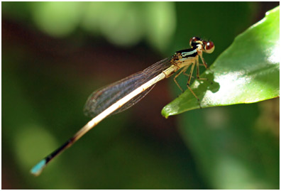 Minagrion ribeiroi mâle, Ivory-tailed Bluetip