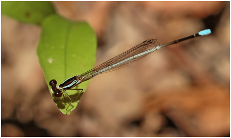 Minagrion ribeiroi mâle, Ivory-tailed Bluetip