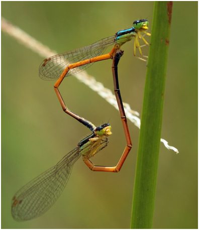 Minagrion waltheri accouplement