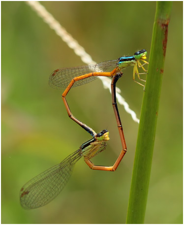 Minagrion waltheri accouplement