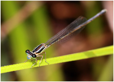 Minagrion waltheri femelle