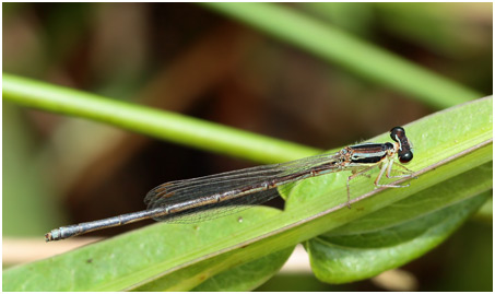 Minagrion waltheri female