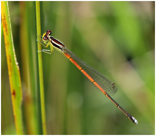 Minagrion waltheri femelle