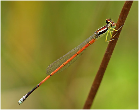 Minagrion waltheri mâle, Orange-tailed Bluetip