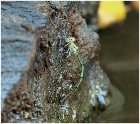 Neoneura confundens femelle, Lemon-striped Threadtail