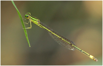 Neoneura confundens mâle, Lemon-striped Threadtail