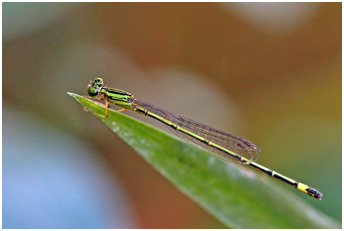 Neoneura confundens mâle, Lemon-striped Threadtail