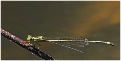 Neoneura confundens mâle, Lemon-striped Threadtail