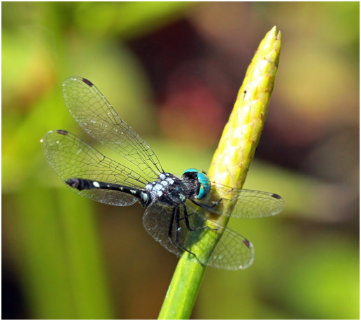 Nephepeltia phryne, Spine-bellied Dryad