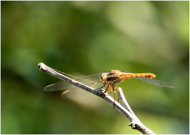 Orthemis aequilibris femelle,  Side-striped Skimmer