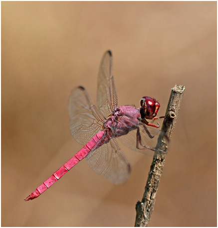 Orthemis aequilibris mâle, Side-striped Skimmer