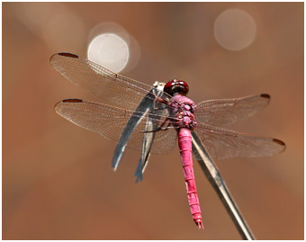 Orthemis aequilibris mâle, Side-striped Skimmer