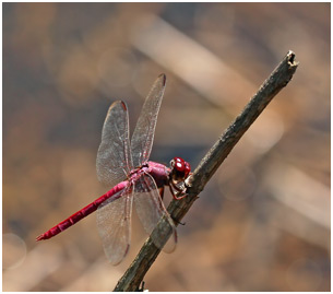 Orthemis aequilibris mâle, Side-striped Skimmer