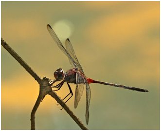 Orthemis attenuata mâle, Attenuate Skimmer