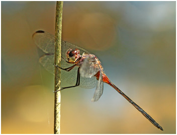 Orthemis attenuata mâle, Attenuate Skimmer