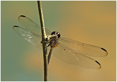 Orthemis attenuata mâle, Attenuate Skimmer