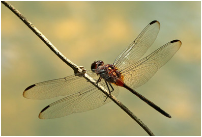 Orthemis attenuata mâle, Attenuate Skimmer