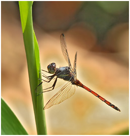 Orthemis cultriformis mâle, Swamp Skimmer
