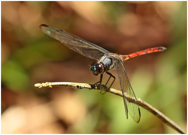 Orthemis cultriformis mâle, Swamp Skimmer