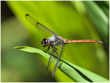 Orthemis cultriformis mâle, Swamp Skimmer