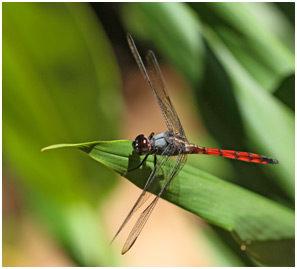 Orthemis cultriformis mâle, Swamp Skimmer